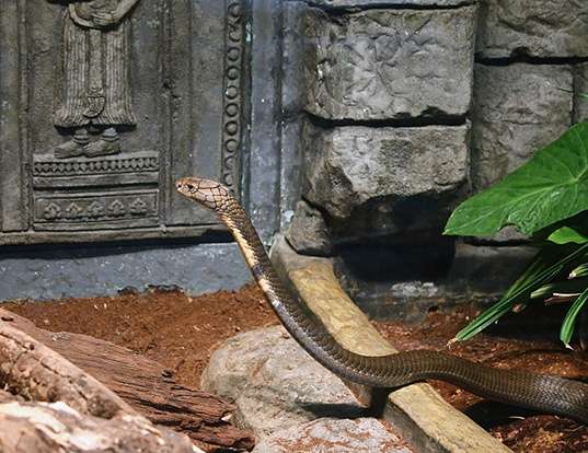 Monocled cobra - Wikipedia