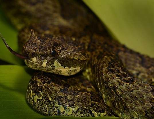 ARIZONA RIDGE-NOSED RATTLESNAKE LIFE EXPECTANCY