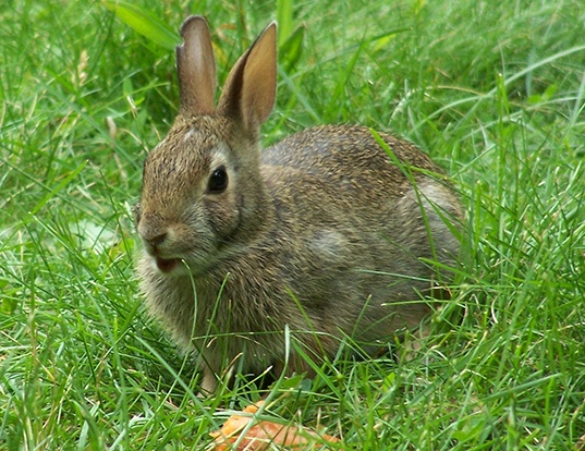 EUROPEAN RABBIT LIFE EXPECTANCY