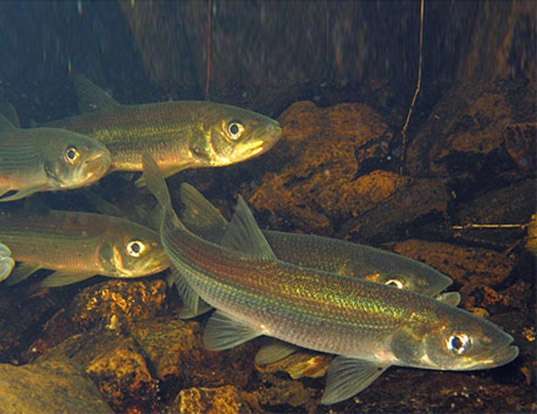 Smelts - Encyclopedia of Arkansas