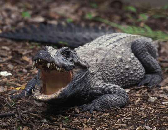 AFRICAN DWARF CROCODILE LIFE EXPECTANCY