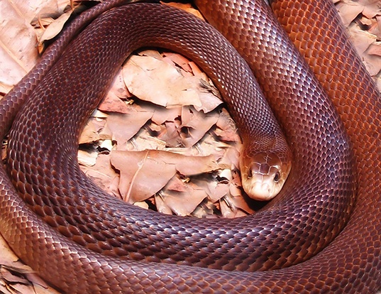 COASTAL TAIPAN LIFE EXPECTANCY