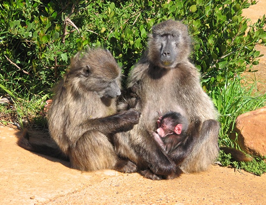 Chacma Baboon Life Expectancy