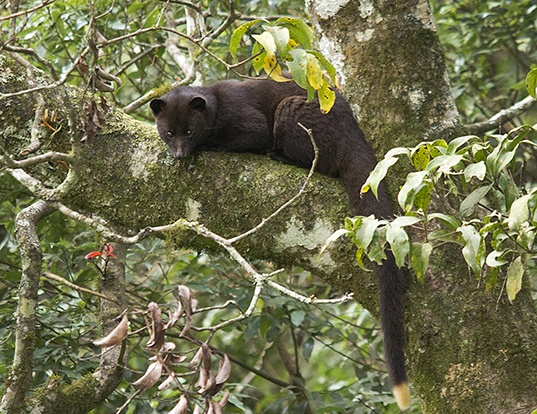 african palm civet