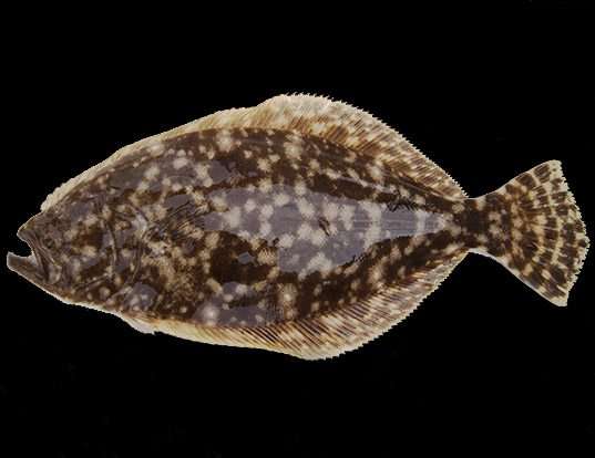 Southern Flounder