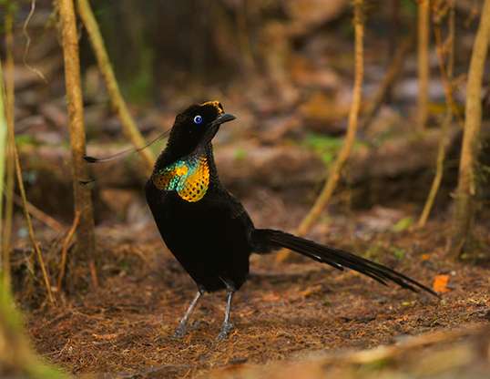 WAHNES'S PAROTIA LIFE EXPECTANCY