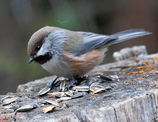 BLACK-CAPPED CHICKADEE LIFE EXPECTANCY