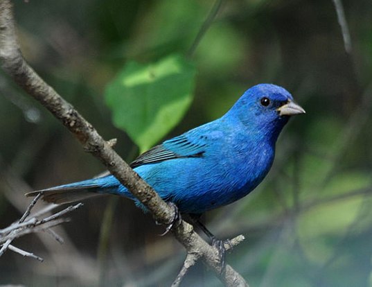 INDIGO BUNTING LIFE EXPECTANCY