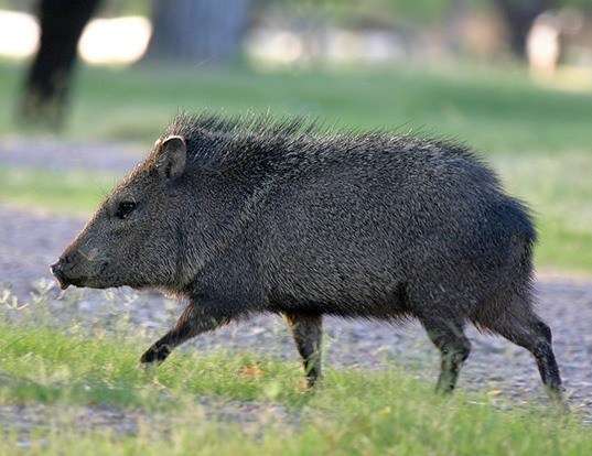 wild-boar-life-expectancy