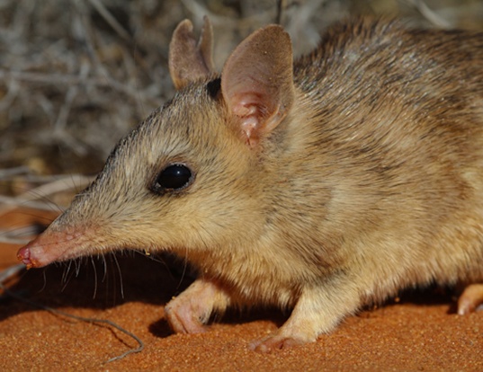 Western Barred Bandicoot Life Expectancy