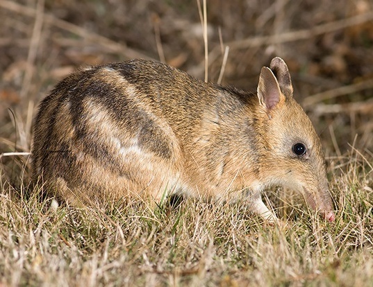 Western Barred Bandicoot Life Expectancy