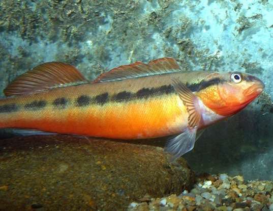 TANGERINE DARTER LIFE EXPECTANCY