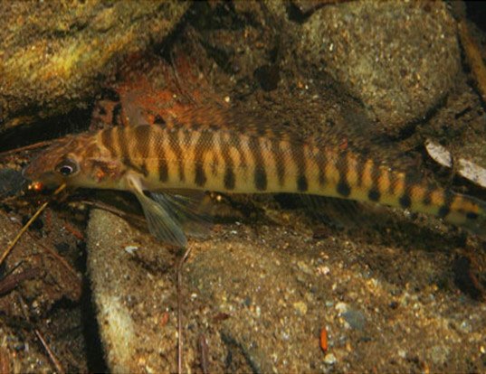 ROANOKE LOGPERCH LIFE EXPECTANCY