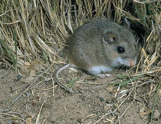 MOUND-BUILDING MOUSE LIFE EXPECTANCY