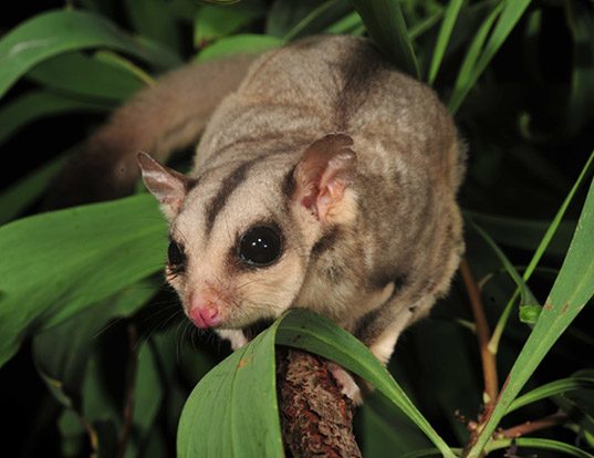 SUGAR GLIDER LIFE EXPECTANCY