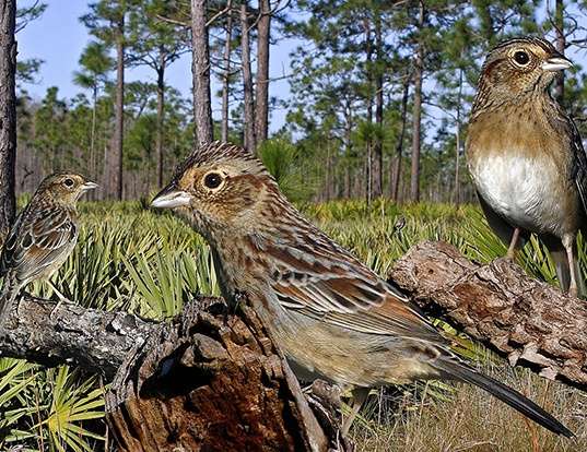 HOUSE SPARROW LIFE EXPECTANCY