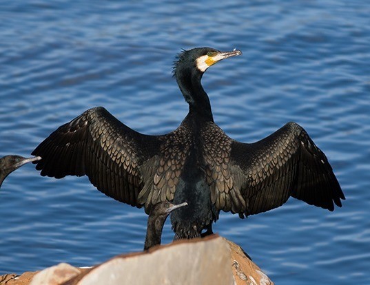 GREAT CORMORANT LIFE EXPECTANCY