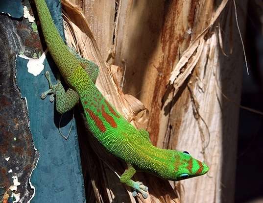 MADAGASCAR GECKOID LIZARD LIFE EXPECTANCY