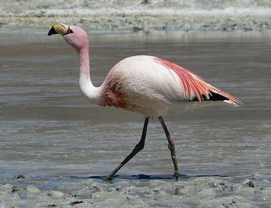 PUNA FLAMINGO LIFE EXPECTANCY