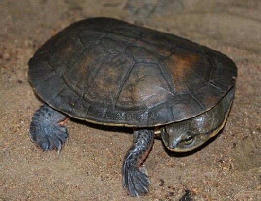 RED-NECKED POND TURTLE LIFE EXPECTANCY