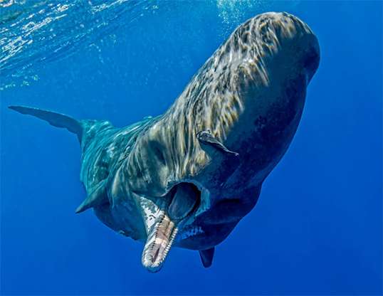 SPERM WHALE LIFE EXPECTANCY