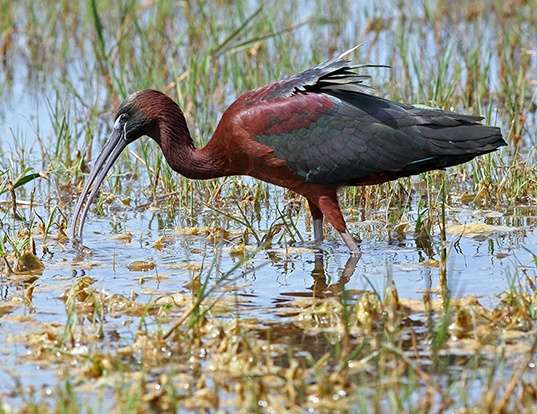 Scarlet Ibis - eBird