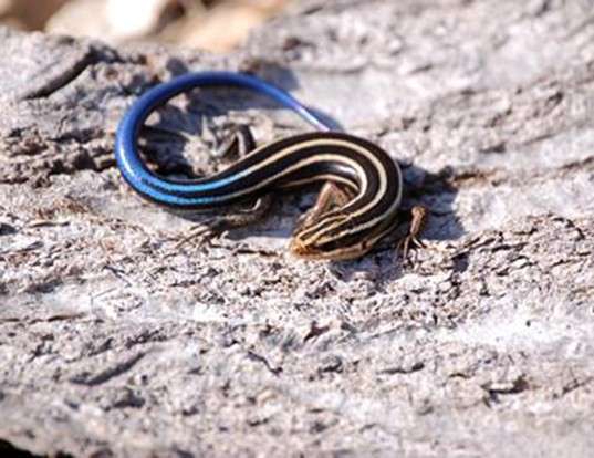 FIVE-LINED SKINK LIFE EXPECTANCY