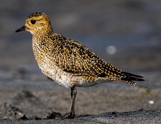 EUROPEAN GOLDEN-PLOVER AND GREATER GOLDEN-PLOVER LIFE EXPECTANCY