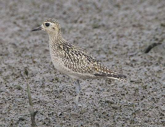 PACIFIC GOLDEN-PLOVER LIFE EXPECTANCY