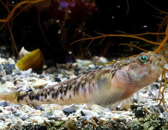 PAINTED GOBY LIFE EXPECTANCY