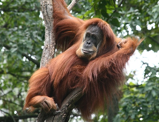 Orangutan V Praze