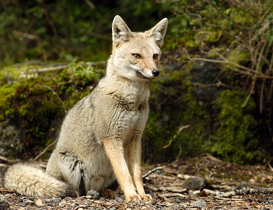 SOUTH AMERICAN GRAY FOX LIFE EXPECTANCY