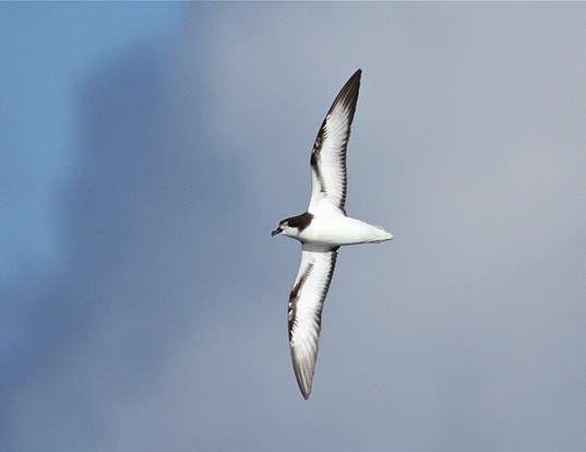 WHITE-WINGED PETREL LIFE EXPECTANCY