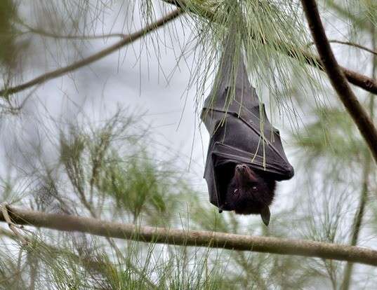 WHITE-LINED BROAD-NOSED BAT LIFE EXPECTANCY