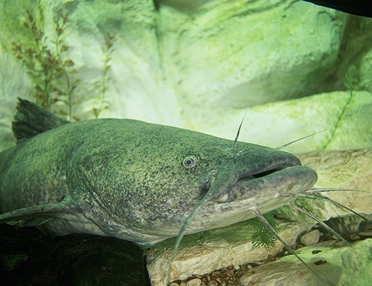 Flathead Catfish Life Expectancy