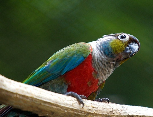 conure pyrrhura