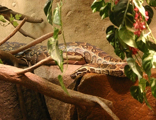 boa vs python wikipedia