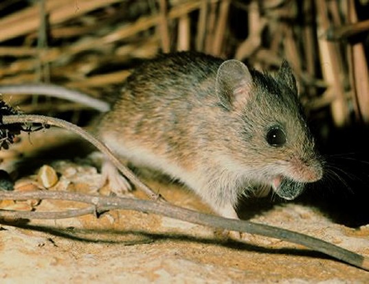 Southern Marsh Harvest Mouse Life Expectancy