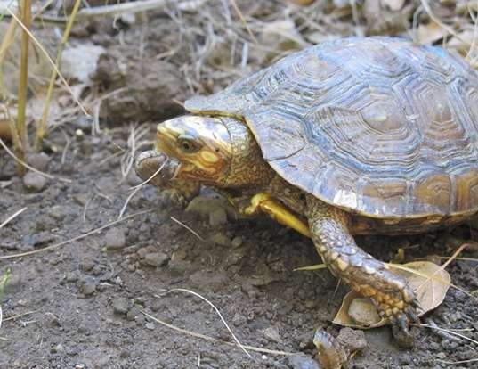 MUD TURTLE LIFE EXPECTANCY