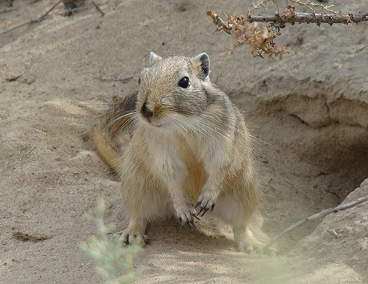 FAT-TAILED GERBIL LIFE EXPECTANCY