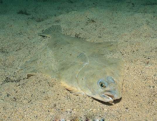 ARROWTOOTH FLOUNDER LIFE EXPECTANCY