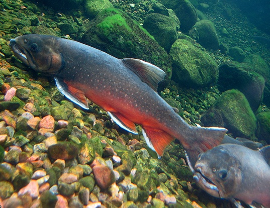 ARCTIC CHAR LIFE EXPECTANCY