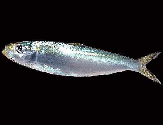 INDIAN OIL SARDINE LIFE EXPECTANCY