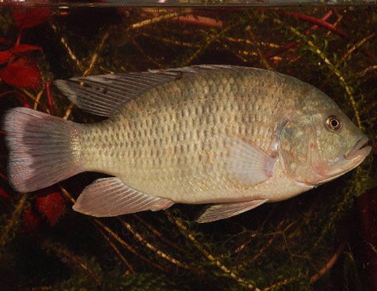 PINK BREAM LIFE EXPECTANCY