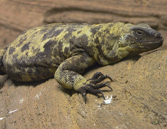 PIEBALD CHUCKWALLA LIFE EXPECTANCY