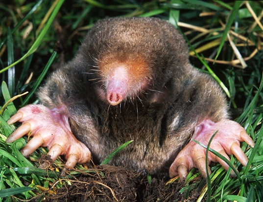 HOTTENTOT GOLDEN MOLE LIFE EXPECTANCY