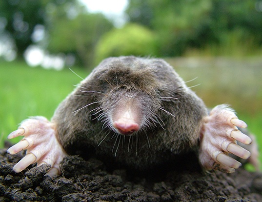 HOTTENTOT GOLDEN MOLE LIFE EXPECTANCY