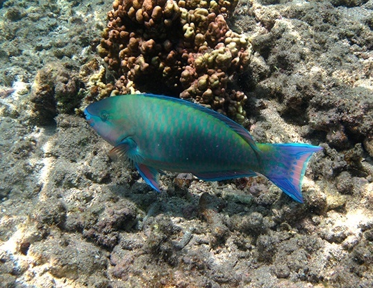 HEAVYBEAK PARROTFISH LIFE EXPECTANCY