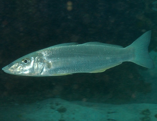 SAND WHITING LIFE EXPECTANCY