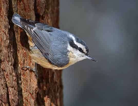 RED-BREASTED NUTHATCH LIFE EXPECTANCY